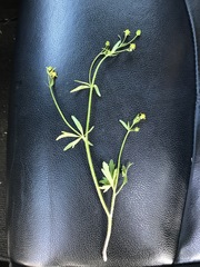 Ranunculus abortivus