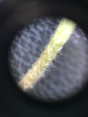 Ranunculus abortivus