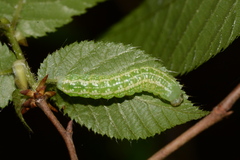 Pyreferra slotteni