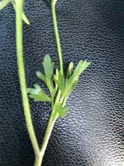 Ranunculus abortivus