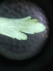 Ranunculus abortivus