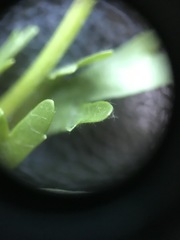 Ranunculus abortivus