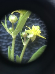Ranunculus abortivus