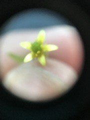 Ranunculus abortivus