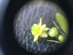 Ranunculus abortivus
