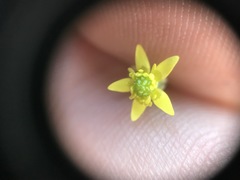 Ranunculus abortivus