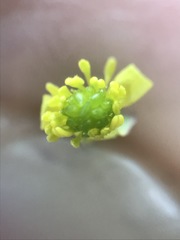 Ranunculus abortivus