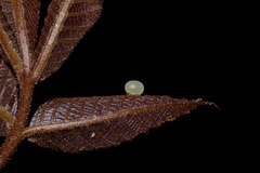 Amorpha juglandis