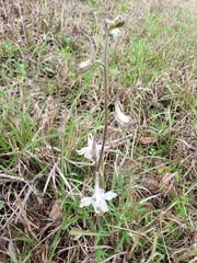 Delphinium carolinianum