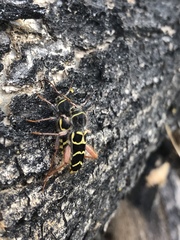 Neoclytus caprea