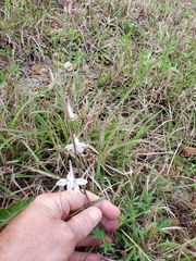 Delphinium carolinianum