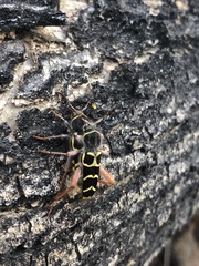Neoclytus caprea