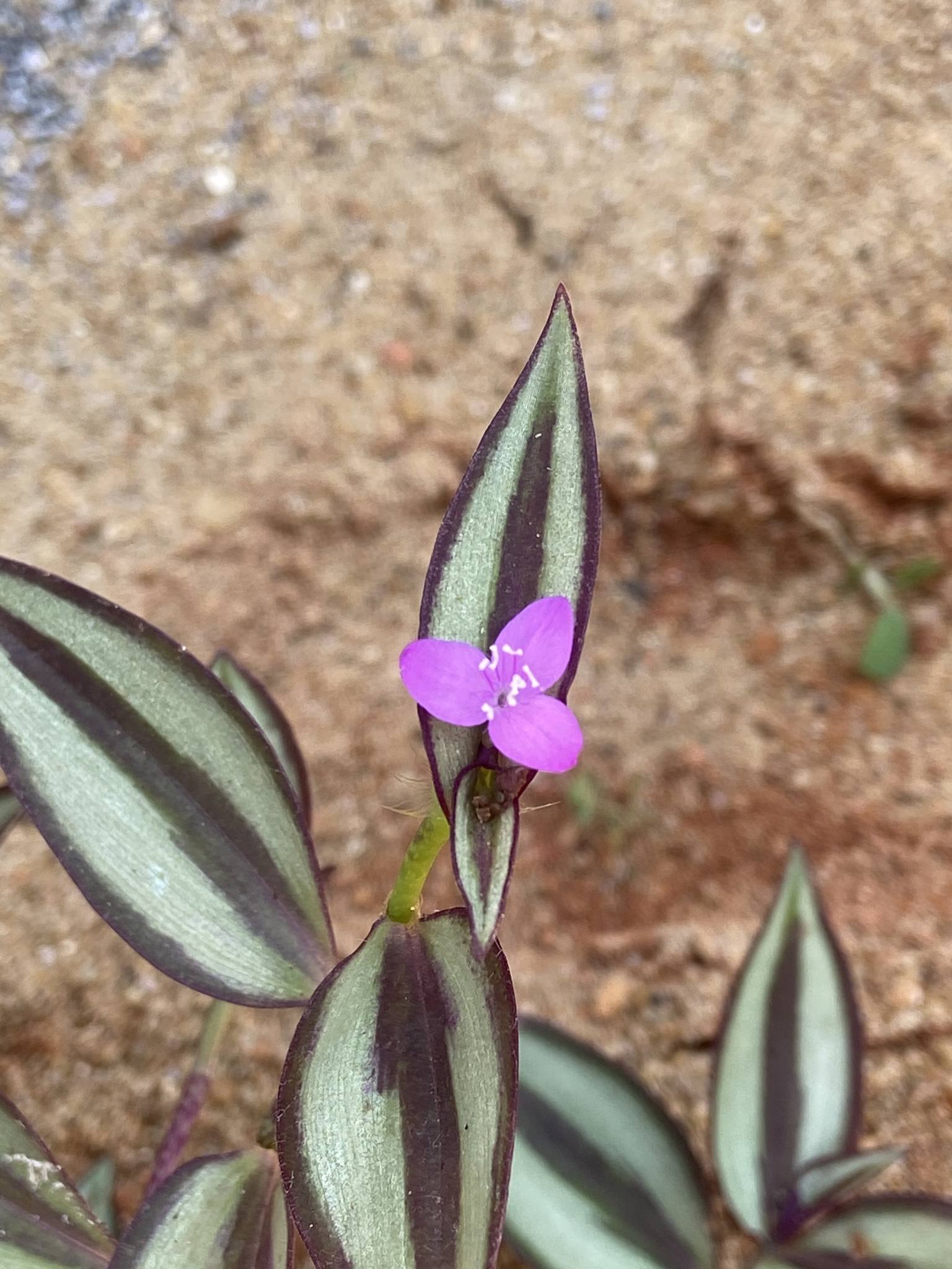 Tradescantia zebrina