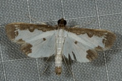 Leucinodella leucostola