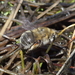 California Mountain-Digger Bee - Photo (c) R.J. Adams, some rights reserved (CC BY-NC), uploaded by R.J. Adams