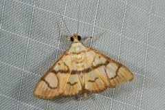 Nosophora euryterminalis