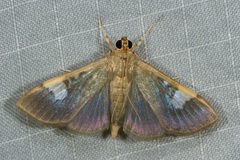 Nosophora
