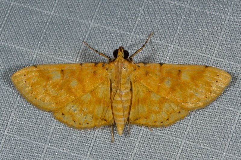 Conogethes clioalis