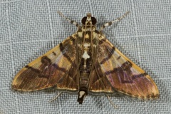 Orphanostigma
