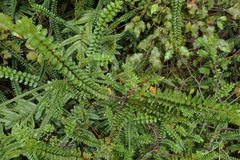 Veronica vernicosa