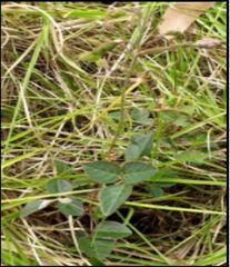 Desmodium molliculum