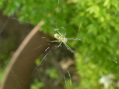 Leucauge