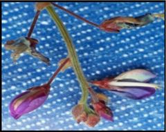 Desmodium molliculum