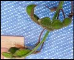 Desmodium molliculum