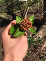Viburnum carlesii