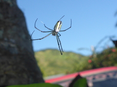 Leucauge