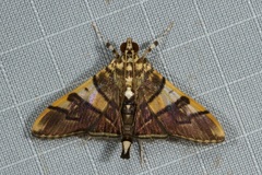 Orphanostigma