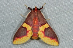 Pachynoa purpuralis