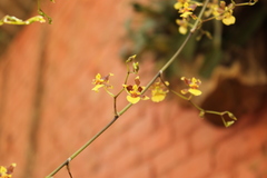 Oncidium reflexum
