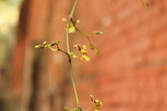 Oncidium reflexum