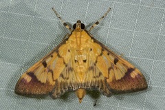 Syllepte fabiusalis