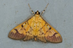 Syllepte fabiusalis