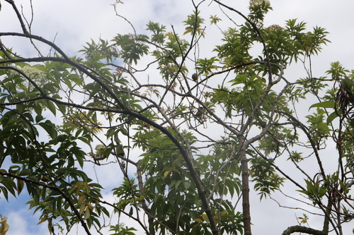 Andean Siskin (Spinus spinescens), photo 3