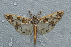 Polythlipta