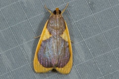 Prooedema inscisalis