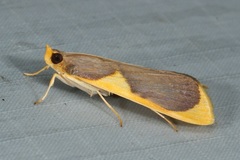 Prooedema inscisalis