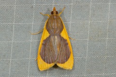 Prooedema inscisalis