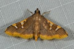 Prophantis