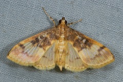 Pseudebulea