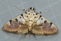 Pycnarmon cribrata