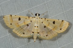 Pycnarmon lactiferalis