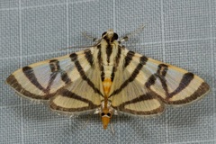 Pycnarmon