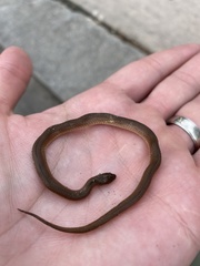 Haldea striatula