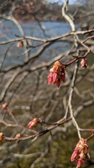 Vaccinium corymbosum: Herkunft und Verwendung — Foto 3
