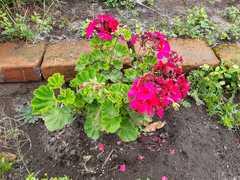 Pelargonium × hybridum