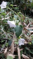 Jacquemontia paniculata